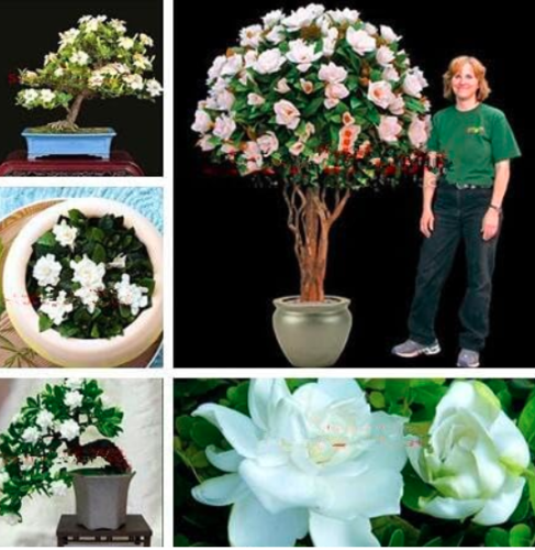Potted Plants Jasmine Seed Beautiful Jasminum Sambac Flower (Color: mixed)