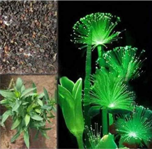 Emerald Fluorescent Flower Seeds Dark Glow Night Light Luminescent