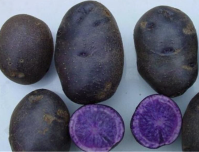 Purple Potato Seeds Bonsai Purple Sweet Potato Nutrition Green Vegetable