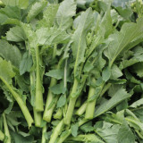 Lvyou No.12 Youcaitai Seeds, Hybrid Seeds, Heat-Tolerant, High-Yield, Open Field/Protected Cultivation