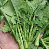 Lvyou No.12 Youcaitai Seeds, Hybrid Seeds, Heat-Tolerant, High-Yield, Open Field/Protected Cultivation