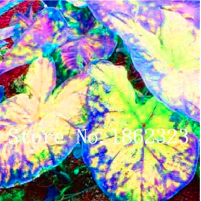 Colorful Caladium Seed Burnt Rose Elephant Ear (Color: 20)