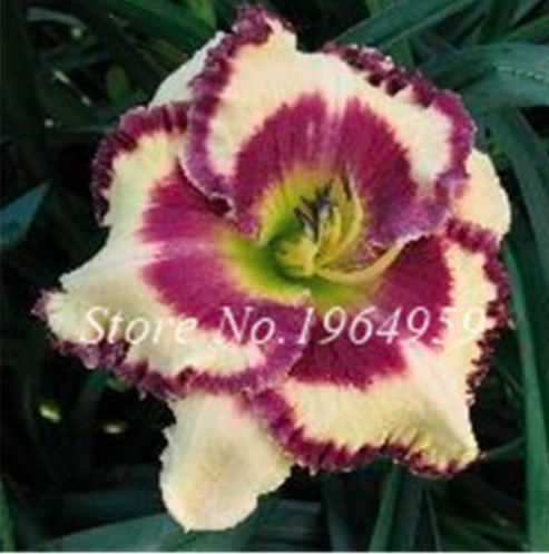Hybrid Daylily Flowers Seed Colour Hybrid Hemerocallis Seed (Color: 19)