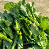 Lvyou No.12 Youcaitai Seeds, Hybrid Seeds, Heat-Tolerant, High-Yield, Open Field/Protected Cultivation