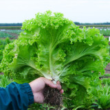 Xishuai Lollo Bionda Lettuce Seeds, Curly Leaf, Tender & Fast-Growing Salad Variety