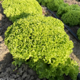 Xishuai Lollo Bionda Lettuce Seeds, Curly Leaf, Tender & Fast-Growing Salad Variety