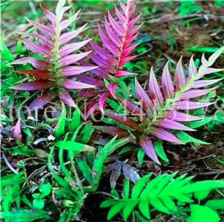 Rare Mixed Colors Fern Seeds Perennial Herb Plants (Color: 1)