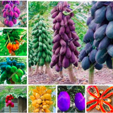 Papaya Seed Seed Tree Organic Carica Papaya (Color: Mixed)