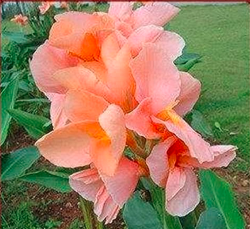Multi-Color Perennial Canna Flower Plant Tree Seed Ornamental (Color: 8)