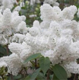 Lilac Seeds Japanese (Extremely Fragrant) Clove Flower Potted Lilac Trees (Color: 10)