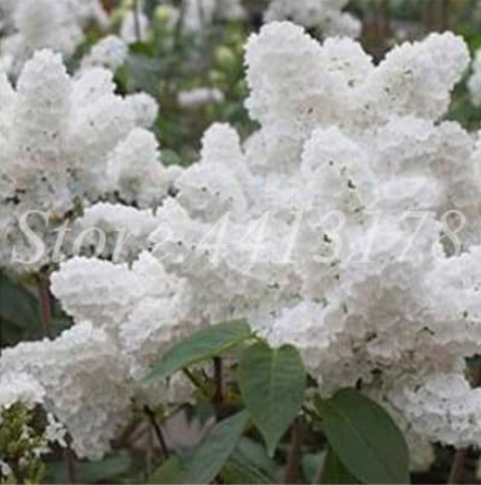 Lilac Seeds Japanese (Extremely Fragrant) Clove Flower Potted Lilac Trees (Color: 10)