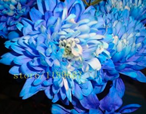 Blue Dahlia Flower Seeds Beautiful Gardens Dahlia pinnata