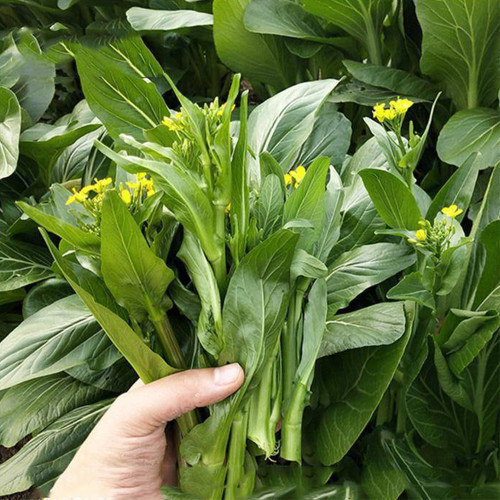 Choy Sum Seeds, Sweet Crisp Tender Leaves, Disease Resistant, Continuous Harvest, Greenhouse/Open Field
