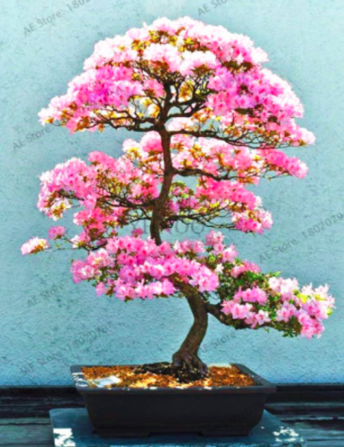 Rare Azalea Seeds for Home& Garden Looks Like Sakura - (Color: 17)