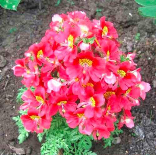 Rare Angel Orchid Seeds Schizanthus Seed Butterfly Flower (Color: 10)