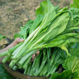 Choy Sum Seeds, Sweet Crisp Tender Leaves, Disease Resistant, Continuous Harvest, Greenhouse/Open Field