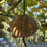 Link-3 for usa-balance Xiangmi Small Pumpkin Seeds