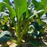 Choy Sum Seeds, Sweet Crisp Tender Leaves, Disease Resistant, Continuous Harvest, Greenhouse/Open Field