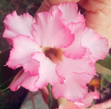 Adenium Obesum Seeds Bonsai Desert Rose Flower - (Color: 23)