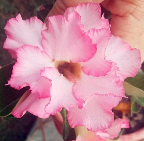 Adenium Obesum Seeds Bonsai Desert Rose Flower - (Color: 23)