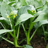 Choy Sum Seeds, Sweet Crisp Tender Leaves, Disease Resistant, Continuous Harvest, Greenhouse/Open Field