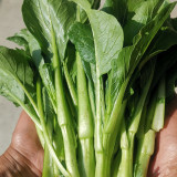 Choy Sum Seeds, Sweet Crisp Tender Leaves, Disease Resistant, Continuous Harvest, Greenhouse/Open Field