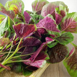 Xishuai Red Amaranth Seeds, Fast-Growing, Purple-Red Leaves, Heat-Tolerant, High Yield, Disease-Resistant