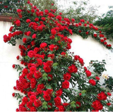 Climbing Rose Seeds Perennial Fragrant Home Garden Plant Multiflora Flower