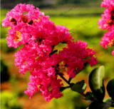 Crape Myrtle Tree Seeds Garden Potted Plant Red flowers (Color: 5)