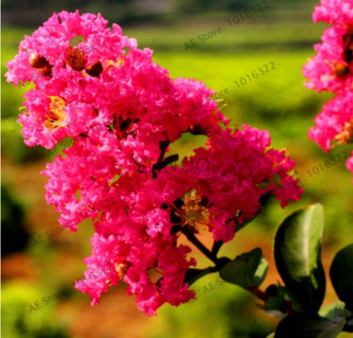 Crape Myrtle Tree Seeds Garden Potted Plant Red flowers (Color: 5)