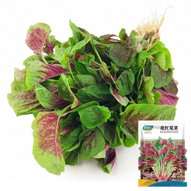 Xishuai Red Amaranth Seeds, Fast-Growing, Purple-Red Leaves, Heat-Tolerant, High Yield, Disease-Resistant