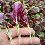 Xishuai Red Amaranth Seeds, Fast-Growing, Purple-Red Leaves, Heat-Tolerant, High Yield, Disease-Resistant