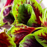 Xishuai Red Amaranth Seeds, Fast-Growing, Purple-Red Leaves, Heat-Tolerant, High Yield, Disease-Resistant