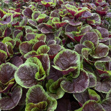 Xishuai Red Amaranth Seeds, Fast-Growing, Purple-Red Leaves, Heat-Tolerant, High Yield, Disease-Resistant