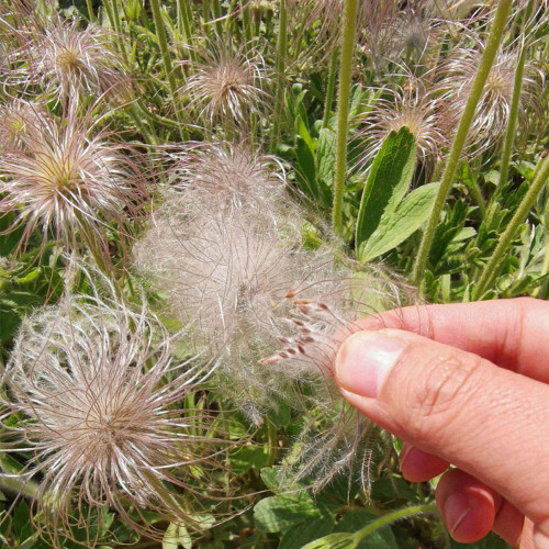 Pulsatilla chinensis Seeds, Perennial Herb, Blue-Purple Blooms, Drought Resistant, Grow for Ornamental & Pharmaceutical