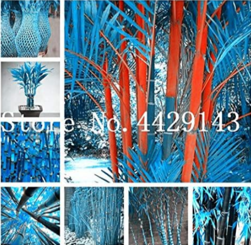 Blue Bamboo Seed Anti Radiation Absorb Dust Seeds (Color: Mixed)