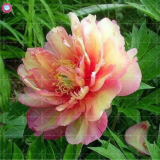 'Walter Mains' Tree Peony Seeds - (Color: 8)