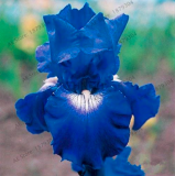 Copy Iris Orchid Flower Seeds Perennial for Home Garden Planting - (Color: 7)