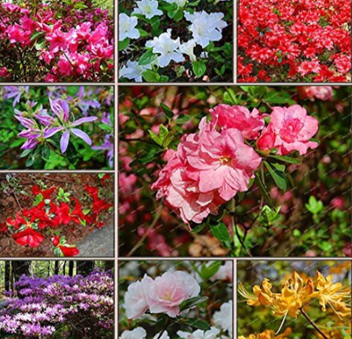 Rhododendron Seed Potted Azalea Tree Plant