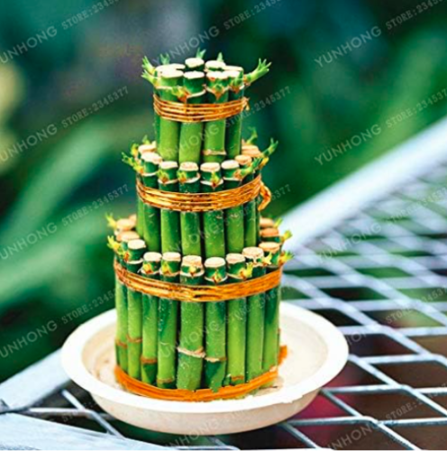 Lucky Bamboo Choose Potted Seeds (Color: 2)
