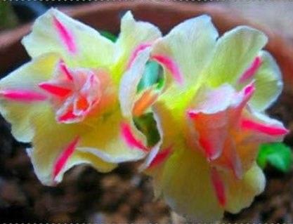 Desert Rose Flower adenium obesum Seed (Color: 23)