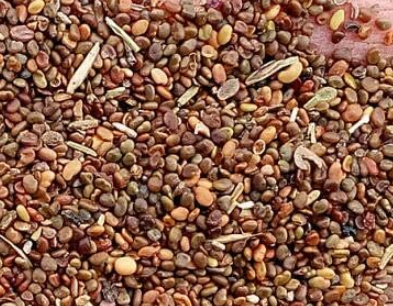 A Set Astragalus membranaceus Seeds