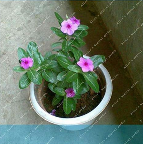 Vinca Rosea Periwinkle Perennial Flower Seeds