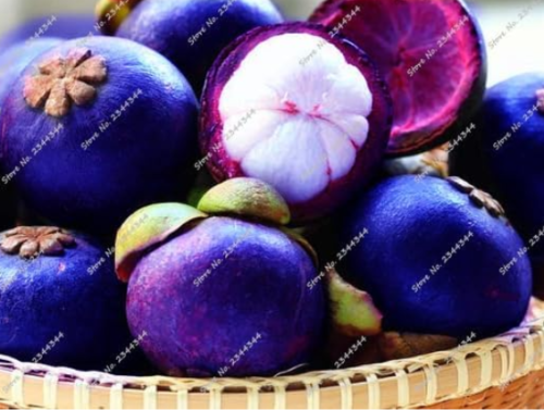 Garcinia Mangostana Seed Evergreen Tree Purple Mangosteen Fruit (Color: 8)