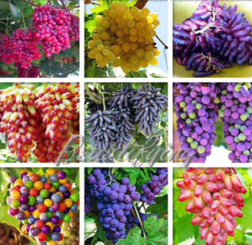 Grapes Seed Mini Grape Tree for Home Garden - (Color: 11)