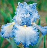 Iris Orchid Flower Seeds Perennial for Home Garden Planting - (Color: 3)
