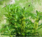 A Set Astragalus membranaceus Seeds