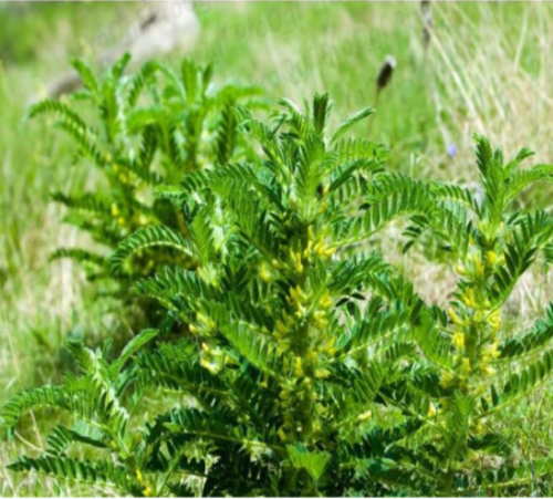 A Set Astragalus membranaceus Seeds