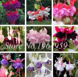 Double Petals Fuchsia Seed Potted Flower Seeds (Color: Mixed)