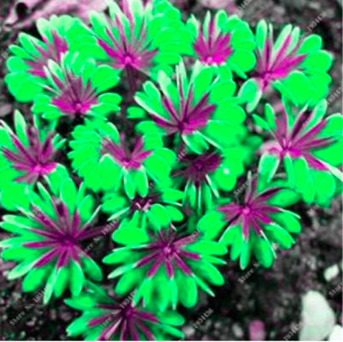 Rare Exotic Rainbow Oxalis Wood Sorrel Flower Seeds (Color: 24)